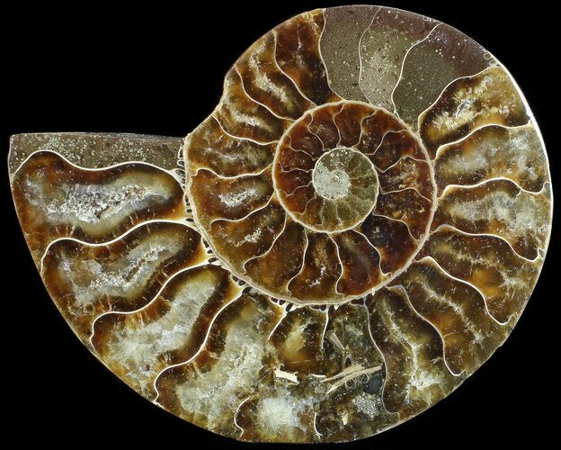 Agatized Ammonite Fossil (Half) #68820